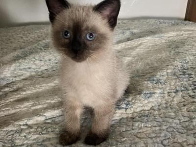 Brown Bear - Siamese - Gallery Photo #1