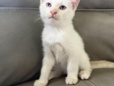 Polydactyl Siamese - Siamese - Gallery Photo #1