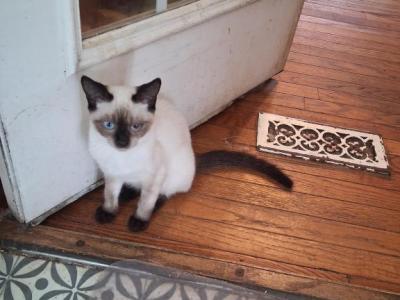Male ColorPoint - Colorpoint Shorthair - Gallery Photo #1