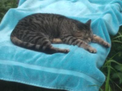Steve's Guy - American Shorthair - Gallery Photo #1