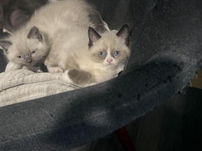 Himalayan Kittens - Himalayan - Gallery Photo #1