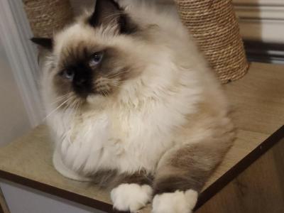 Seal Mitted - Ragdoll - Gallery Photo #1