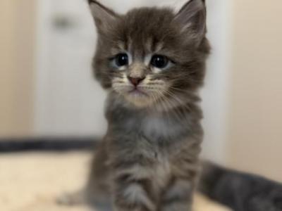 Bluey's Litter - Maine Coon - Gallery Photo #1