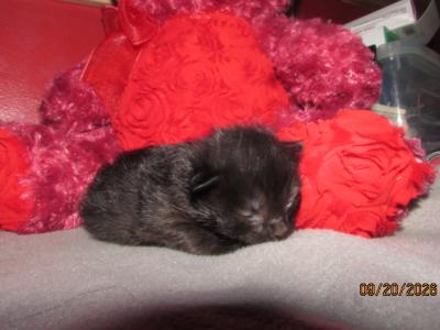 Kittens Deposit - Ragdoll - Gallery Photo #1