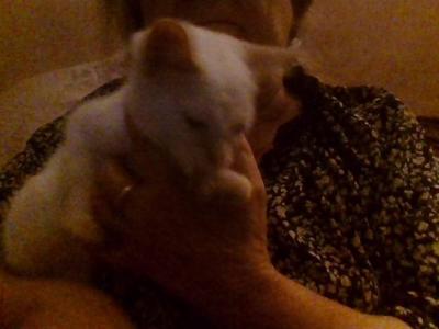 Rosie - Siamese - Gallery Photo #1