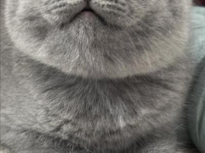Boss - British Shorthair - Gallery Photo #1