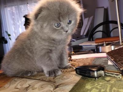 Mimi Scottish - Scottish Fold - Gallery Photo #1