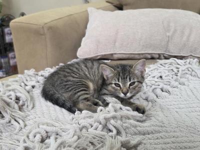 Unnamed - Domestic - Gallery Photo #1