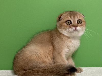 Eva - Scottish Fold - Gallery Photo #1