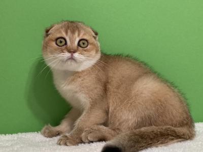 Eva - Scottish Fold - Gallery Photo #1