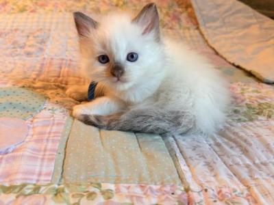 Polar Bear - Ragdoll - Gallery Photo #1