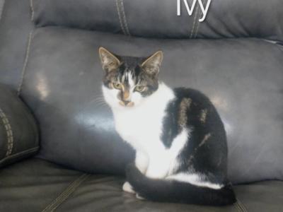 Ivy - Domestic - Gallery Photo #1