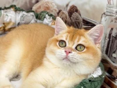 Teddie - British Shorthair - Gallery Photo #1