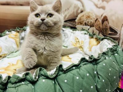 Lilya - British Shorthair - Gallery Photo #1