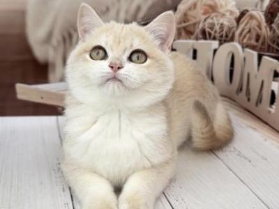 Cici - British Shorthair - Gallery Photo #1