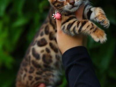 Tigris - Bengal - Gallery Photo #1