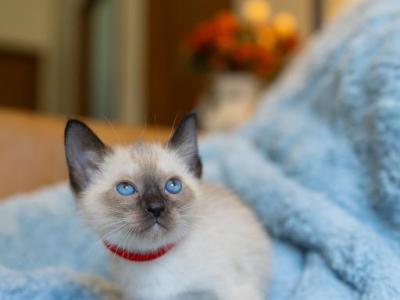 CFA Registered Seal Point Male Siamese Kitten - Siamese - Gallery Photo #1