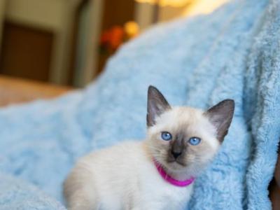CFA Seal Point Siamese Female Kitten In Indiana - Siamese - Gallery Photo #1