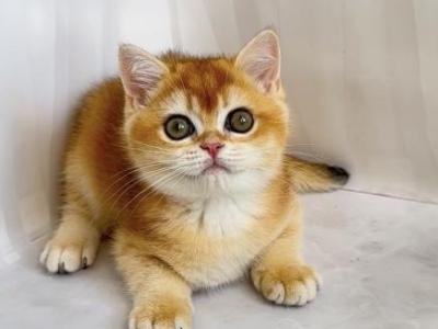 Valera - British Shorthair - Gallery Photo #1