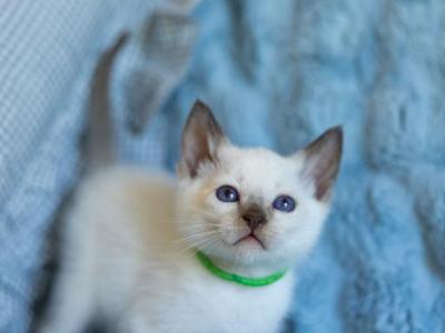 CFA Chocolate Point Male Kitten In Indiana - Siamese - Gallery Photo #1