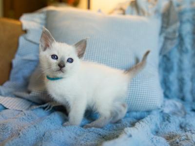 CFA Lilac Point Siamese Male Kitten In Indiana - Siamese - Gallery Photo #1