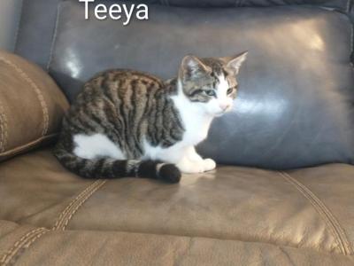 Teeya - Domestic - Gallery Photo #1
