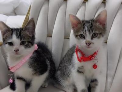 Kittens Ready For Homes - American Shorthair - Gallery Photo #1
