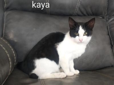 Kaya - Domestic - Gallery Photo #1