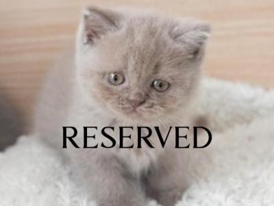 M A P L E - British Shorthair - Gallery Photo #1