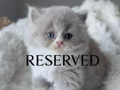 M E L B Y - British Shorthair - Gallery Photo #1