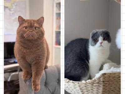 F I N N - Scottish Fold - Gallery Photo #1