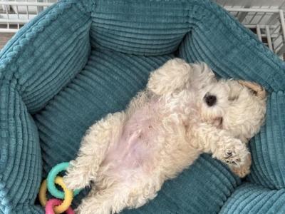 Purebred Toy Poodle - Toybob - Gallery Photo #1
