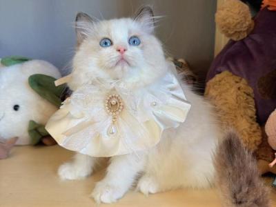 Rosalie Seal Bicolor - Ragdoll - Gallery Photo #1