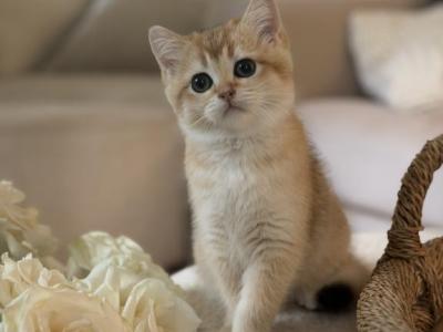 Fiona - British Shorthair - Gallery Photo #1