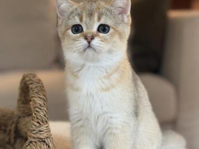 Felix - British Shorthair - Gallery Photo #1