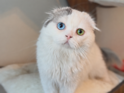 J A S P E R - Scottish Fold - Gallery Photo #1