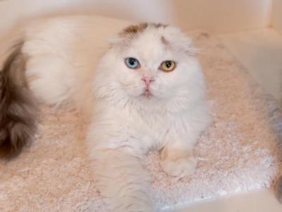 C A S P I A N - Scottish Fold - Gallery Photo #1