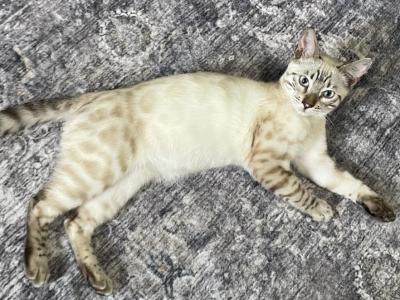Seal Point Lynx Bengal - Bengal - Gallery Photo #1