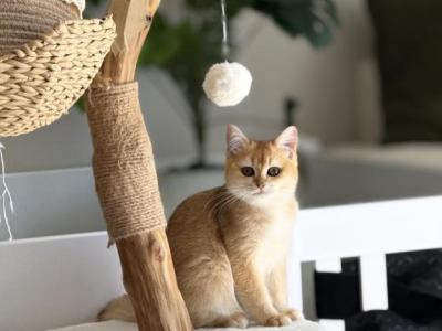 Scottish Shorthair - Scottish Straight - Gallery Photo #1
