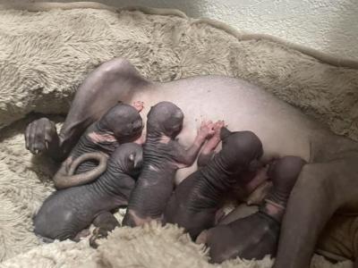 Lola Litter - Sphynx - Gallery Photo #1