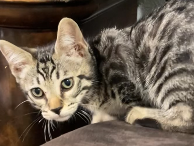 Seal Lynx Bengal Maine Coon Mix - Bengal - Gallery Photo #1