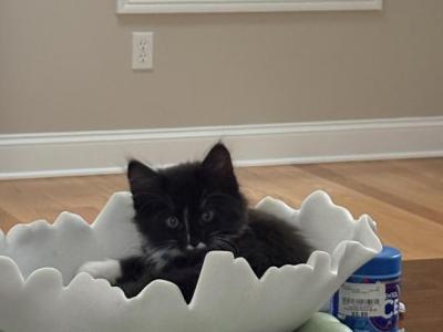 Dan - Domestic - Gallery Photo #1