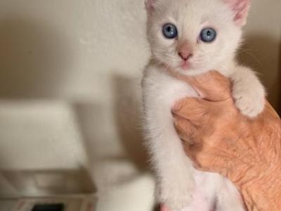 Kisa - Ragdoll - Gallery Photo #1