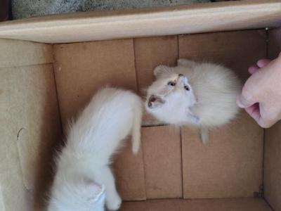 Kitty Kitten - Domestic - Gallery Photo #1