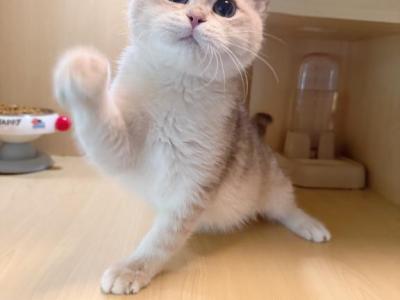 Dede - British Shorthair - Gallery Photo #1