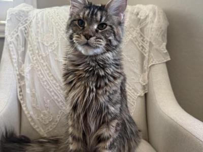 Diana - Maine Coon - Gallery Photo #1