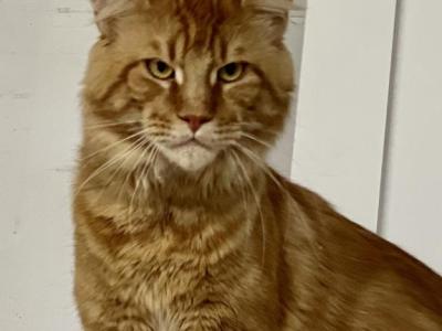 Brick - Maine Coon - Gallery Photo #1
