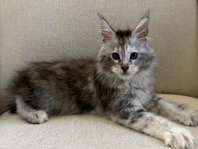 Millie - Maine Coon - Gallery Photo #1