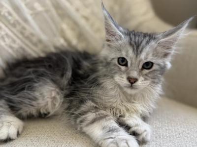 Wesley - Maine Coon - Gallery Photo #1