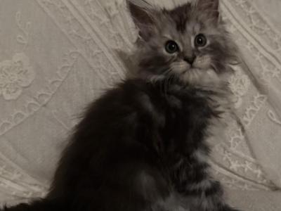 Armen - Maine Coon - Gallery Photo #1
